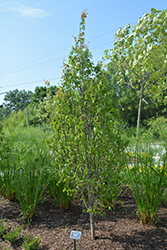 Palisade American Hornbeam (Carpinus caroliniana 'CCSQU') at Stonegate Gardens