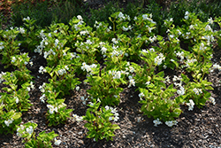 Big White Green Leaf Begonia (Begonia 'Big White Green Leaf') at A Very Successful Garden Center