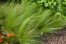 Pony Tails Mexican Feather Grass (Nassella tenuissima 'Pony Tails') at A Very Successful Garden Center