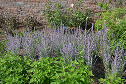Prime Time Russian Sage (Perovskia atriplicifolia 'Prime Time') at A Very Successful Garden Center