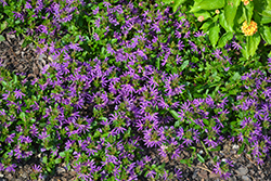 Surdiva Purple Fan Flower (Scaevola aemula 'Surdiva Purple') at A Very Successful Garden Center