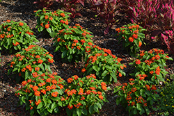 Gem Compact Orange Fire Lantana (Lantana camara 'Gem Compact Orange Fire') at A Very Successful Garden Center