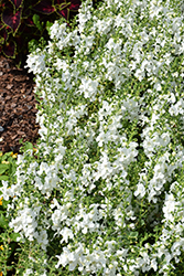 Alonia Snowball Angelonia (Angelonia angustifolia 'Alonia Snowball') at Lakeshore Garden Centres