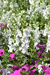 Alonia Snowball Angelonia (Angelonia angustifolia 'Alonia Snowball') at A Very Successful Garden Center