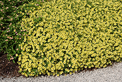 Supertunia Mini Vista Yellow Petunia (Petunia 'Supertunia Mini Vista Yellow') at A Very Successful Garden Center
