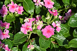 Soiree Flamenco Pink Twist Vinca (Catharanthus roseus 'Soiree Flamenco Pink Twist') at Lakeshore Garden Centres