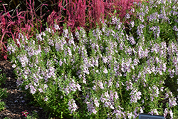Alonia Big Bicolor Pink Angelonia (Angelonia angustifolia 'Alonia Big Bicolor Pink') at Lakeshore Garden Centres