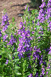 Aria Alta Purple Angelonia (Angelonia angustifolia 'Aria Alta Purple') at A Very Successful Garden Center