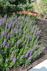 Aria Alta Purple Angelonia (Angelonia angustifolia 'Aria Alta Purple') at A Very Successful Garden Center
