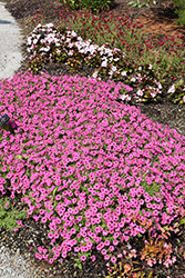 Supertunia Mini Vista Hot Pink Petunia (Petunia 'USTUN2401M') at A Very Successful Garden Center