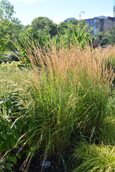 Waldenbuch Reed Grass (Calamagrostis x acutiflora 'Waldenbuch') at Stonegate Gardens