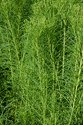 Narrowleaf Ironweed (Vernonia lettermannii) at Lakeshore Garden Centres