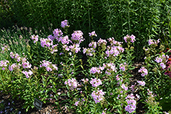 Luminary Opalescence Garden Phlox (Phlox paniculata 'Opalescence') at Stonegate Gardens
