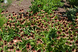 Fiery Meadow Mama Coneflower (Echinacea 'Fiery Meadow Mama') at A Very Successful Garden Center