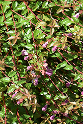 Pinky Bells Abelia (Abelia x grandiflora 'Lynn') at Lakeshore Garden Centres