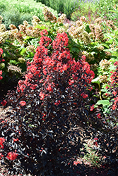 Center Stage Red Crapemyrtle (Lagerstroemia indica 'SMNLCIBF') at Stonegate Gardens