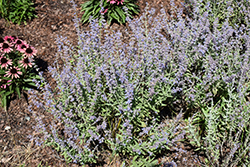 Bluesette Russian Sage (Perovskia atriplicifolia 'Bluesette') at Stonegate Gardens