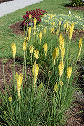 Glow Stick Torchlily (Kniphofia uvaria 'KLEKN22193') at A Very Successful Garden Center