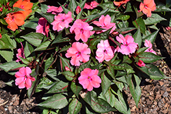 SunStanding Neon Rose Impatiens (Impatiens 'SunStanding Neon Rose') at A Very Successful Garden Center