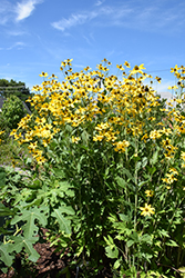 Herbstsonne Coneflower (Rudbeckia 'Herbstsonne') at A Very Successful Garden Center