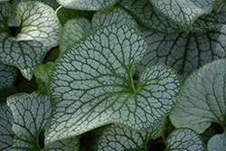 Sterling Silver Bugloss (Brunnera macrophylla 'Sterling Silver') at Lakeshore Garden Centres