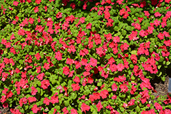 Imara XDR Rose Impatiens (Impatiens walleriana 'Imara XDR Rose') at A Very Successful Garden Center