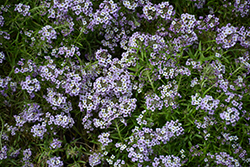 Stream Deep Lavender Sweet Alyssum (Lobularia maritima 'Stream Deep Lavender') at A Very Successful Garden Center