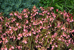 I'Conia Upright Salmon Begonia (Begonia 'I'Conia Upright Salmon') at A Very Successful Garden Center