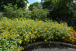 Suncredible Yellow (Helianthus 'Suncredible Yellow') at Lakeshore Garden Centres