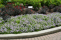 Supertunia Mini Vista Violet Star Petunia (Petunia 'USTUNJ1901') at A Very Successful Garden Center