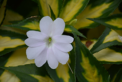 SunPatiens Vigorous Tropical White New Guinea Impatiens (Impatiens 'SAKIMP018') at Lakeshore Garden Centres