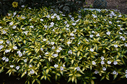 SunPatiens Vigorous Tropical White New Guinea Impatiens (Impatiens 'SAKIMP018') at A Very Successful Garden Center