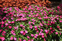 SunPatiens Vigorous Rose Pink New Guinea Impatiens (Impatiens 'SAKIMP052') at Lakeshore Garden Centres
