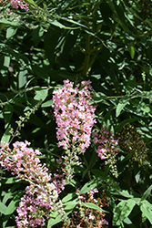 Pink Cascade Butterfly Bush (Buddleia 'Pink Cascade') at A Very Successful Garden Center