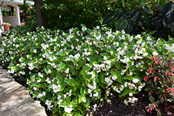 Megawatt White Green Leaf Begonia (Begonia 'PAS1472507') at Lakeshore Garden Centres