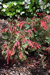 Firecracker Fuchsia (Fuchsia triphylla 'Firecracker') at A Very Successful Garden Center
