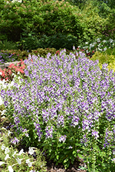 Alonia Big Bicolor Purple Angelonia (Angelonia angustifolia 'Alonia Big Bicolor Purple') at Lakeshore Garden Centres