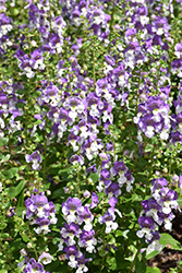 Alonia Big Bicolor Purple Angelonia (Angelonia angustifolia 'Alonia Big Bicolor Purple') at A Very Successful Garden Center