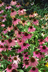 Artisan Red Ombre Coneflower (Echinacea 'PAS1257973') at Stonegate Gardens
