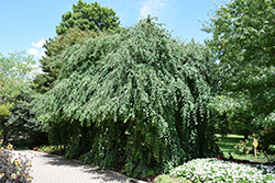Amazing Grace Weeping Katsura Tree (Cercidiphyllum japonicum 'Amazing Grace') at A Very Successful Garden Center