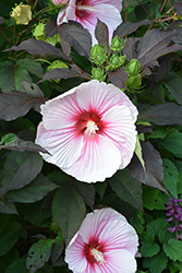Dark Mystery Hibiscus (Hibiscus 'Dark Mystery') at A Very Successful Garden Center