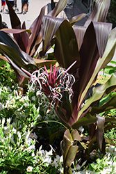 Queen Emma Giant Spider Lily (Crinum augustum 'Queen Emma') at A Very Successful Garden Center