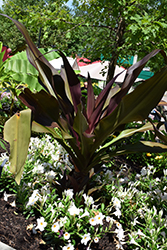 Queen Emma Giant Spider Lily (Crinum augustum 'Queen Emma') at A Very Successful Garden Center