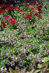 Bombay Pink Fan Flower (Scaevola aemula 'Bombay Pink') at A Very Successful Garden Center