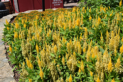 Bright Sparks Bright Yellow Celosia (Celosia 'Bright Sparks Bright Yellow') at Lakeshore Garden Centres