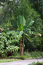 Yunnan Hardy Banana (Musa yunnanensis) at A Very Successful Garden Center