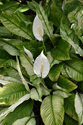 City Of Angels Peace Lily (Spathiphyllum 'City Of Angels') at A Very Successful Garden Center