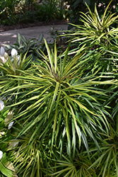 Variegated Miagos Bush (Osmoxylon lineare 'Variegata') at A Very Successful Garden Center