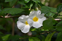 White Bush Clock Vine (Thunbergia erecta 'Alba') at A Very Successful Garden Center