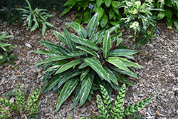 Magic Star Stromanthe (Stromanthe sanguinea 'Magic Star') at A Very Successful Garden Center